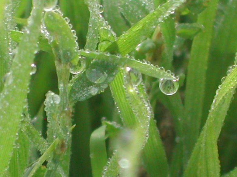 Free stock image of Dripping created by laurie