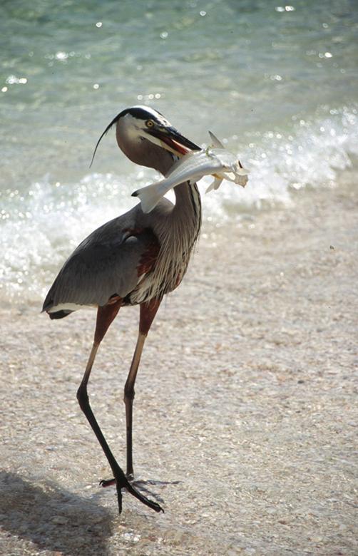 Free stock image of Heron at Turtle Beach Fla created by chris bradley