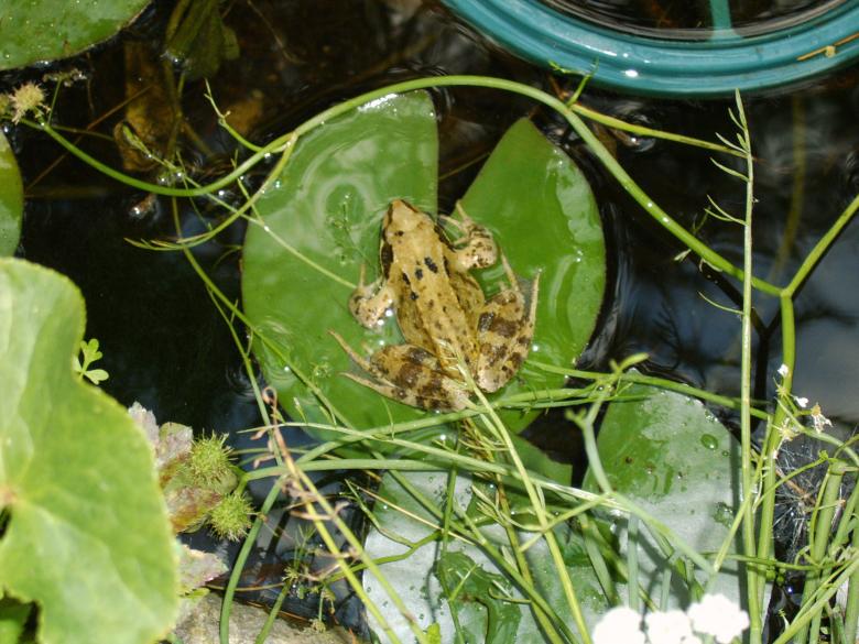 Free stock image of Frog pond created by eduard frankes