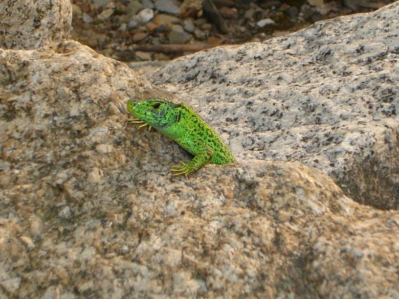 Free stock image of Lizzard created by bartek vel sliderpl