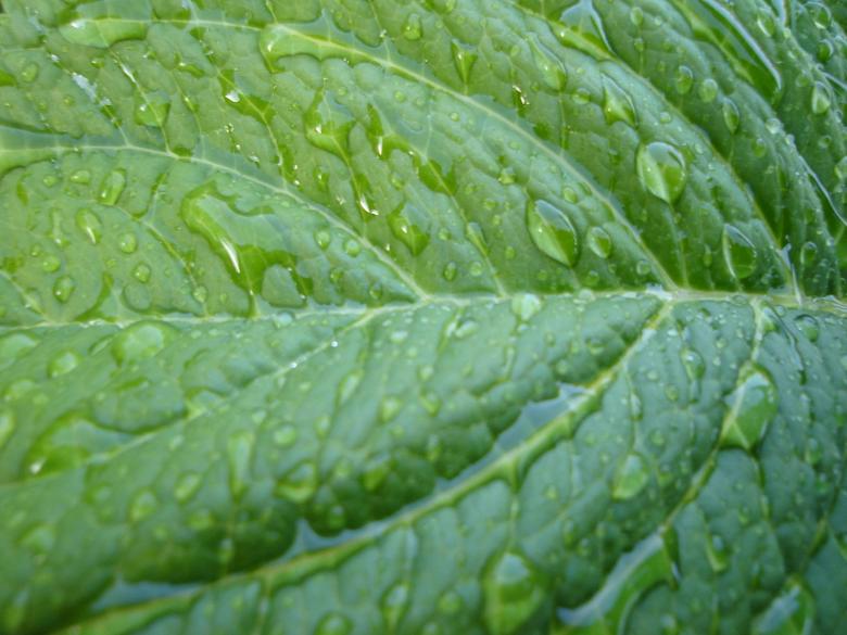 Free stock image of Water drop on leaf created by bartek vel sliderpl