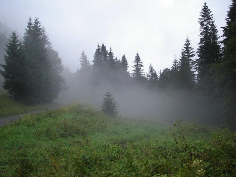 Free stock image of Fog in wood created by bartek vel sliderpl