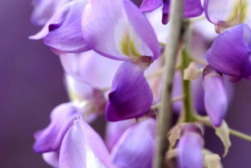 purple flowers - Free Stock Photo