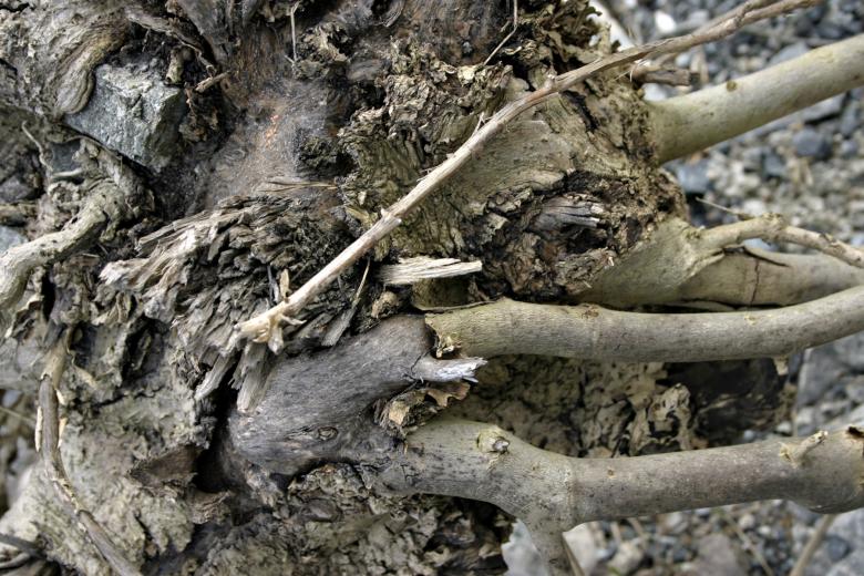 Free stock image of Dead tree roots created by Bjorgvin