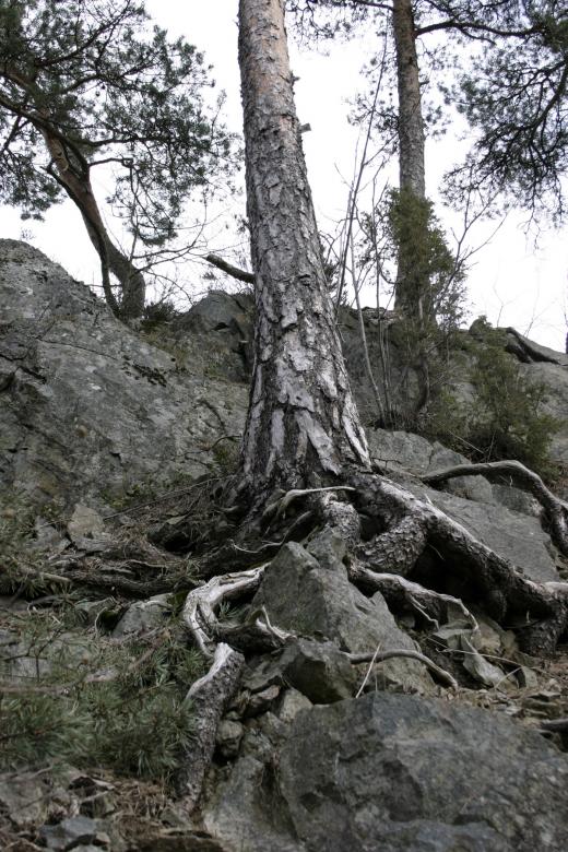 Free stock image of Root system created by Bjorgvin