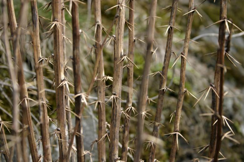 Free stock image of Dry sticks created by Bjorgvin