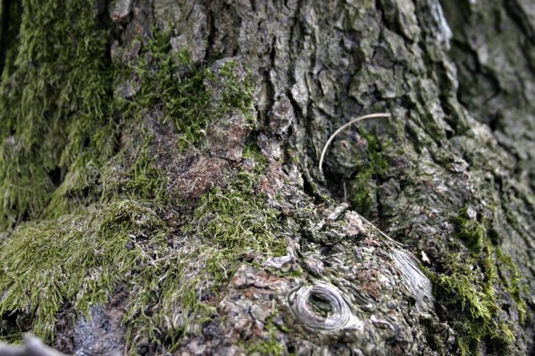 Free stock image of Tree texture created by Bjorgvin