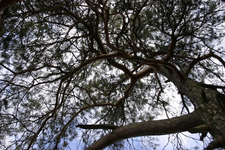 Free stock image of Branches created by Bjorgvin