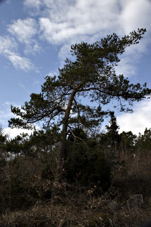 Free stock image of Growing sideways created by Bjorgvin