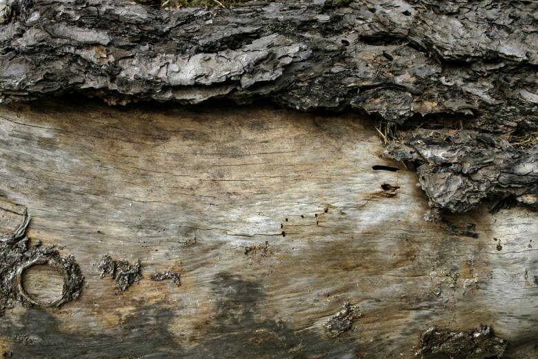 Free stock image of Wood texture created by Bjorgvin
