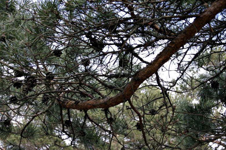 Free stock image of Pine tree branches created by Bjorgvin
