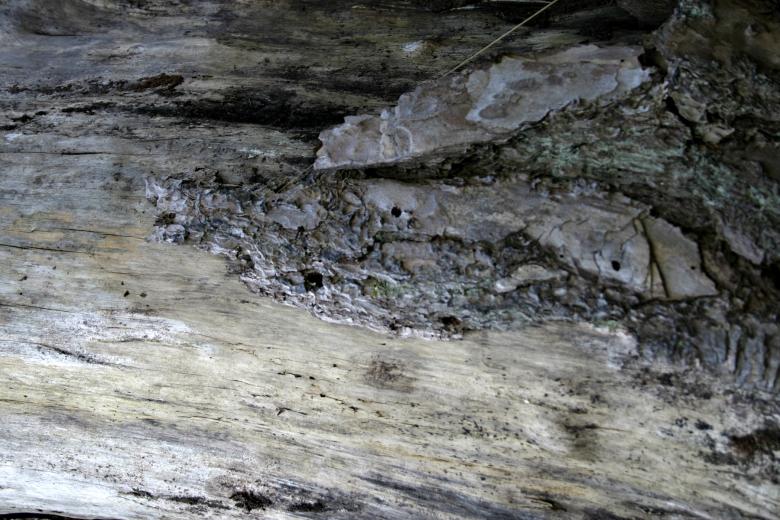 Free stock image of Wood texture created by Bjorgvin