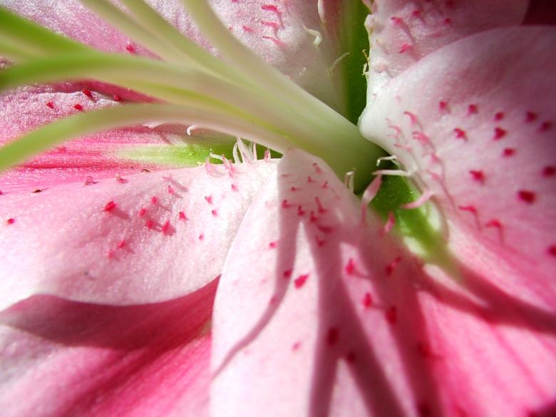 Free stock image of lilly created by Heather Elaine Kitchen