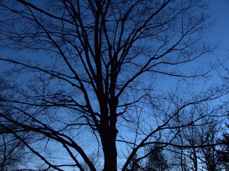Free stock image of bare trees  night created by Heather Elaine Kitchen