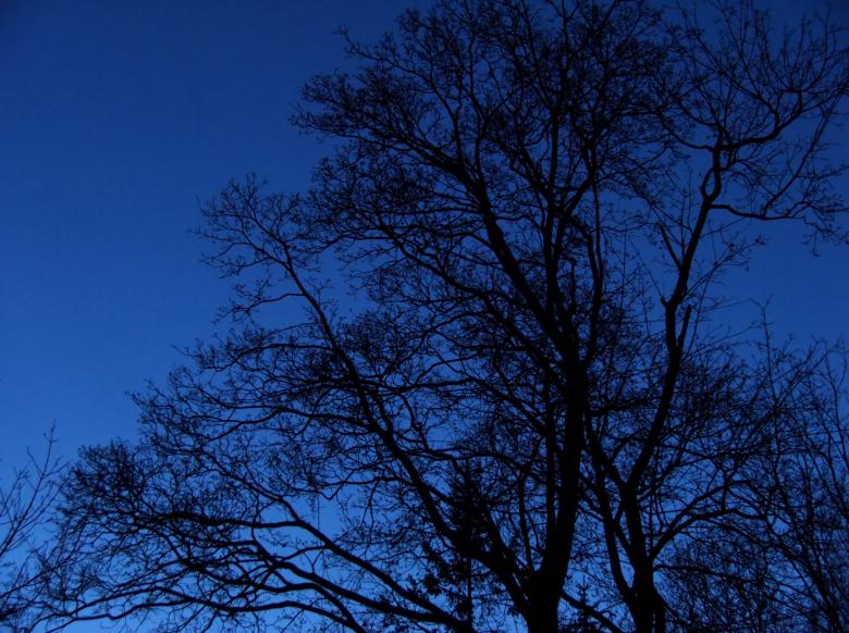 Free stock image of bare trees  night created by Heather Elaine Kitchen