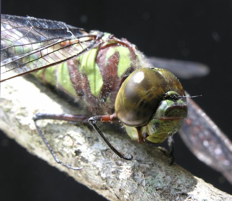 Free stock image of Dragonfly macro created by Joe Saladino