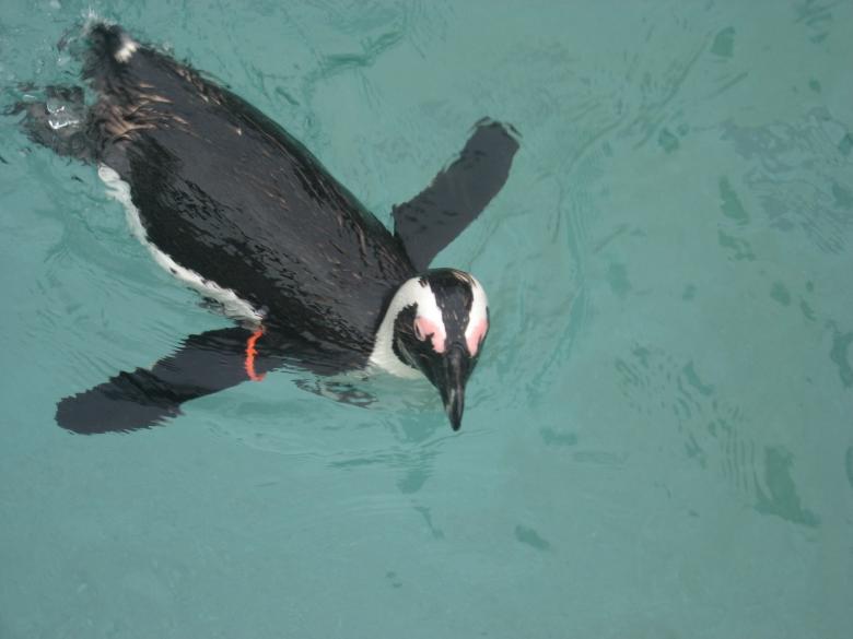 Free stock image of Penguin created by Melissa Ruffing
