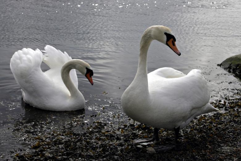 Free stock image of Swans created by Bjorgvin