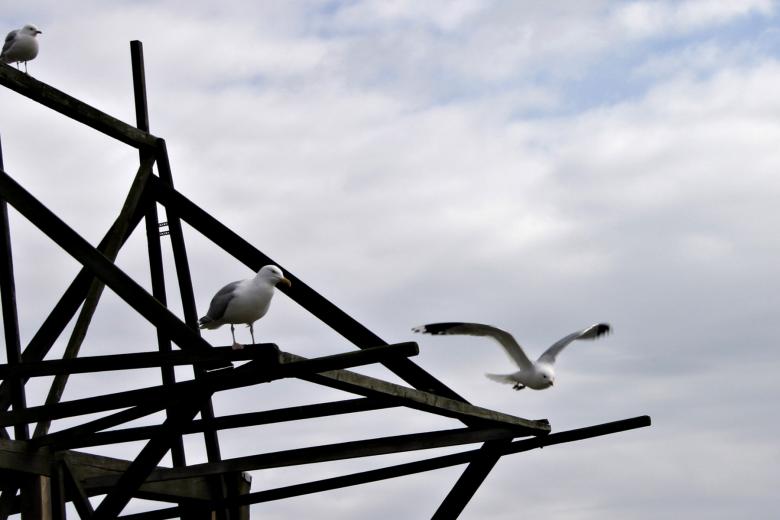 Free stock image of Seagulls created by Bjorgvin
