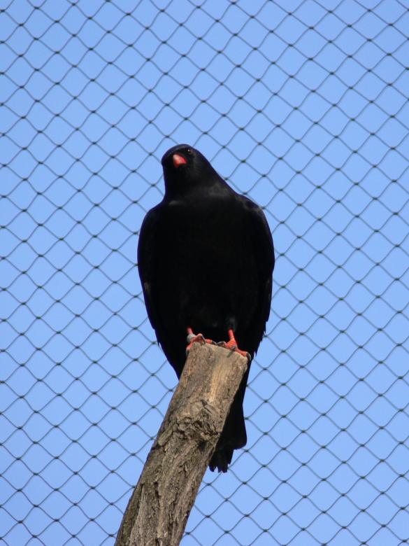 Free stock image of Pyrrhocorax created by Ladislav Soukup