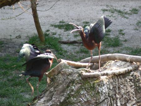 Plegadis falcinellus - angry bird - Free Stock Photo