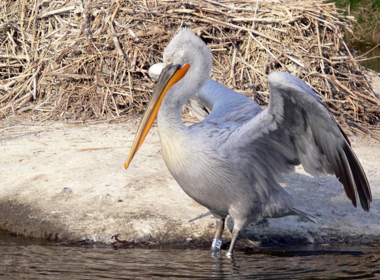 Free stock image of Pelecanus crispus created by Ladislav Soukup