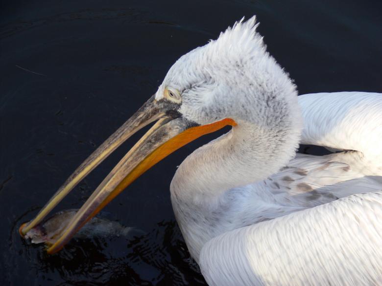 Free stock image of Pelecanus crispus created by Ladislav Soukup