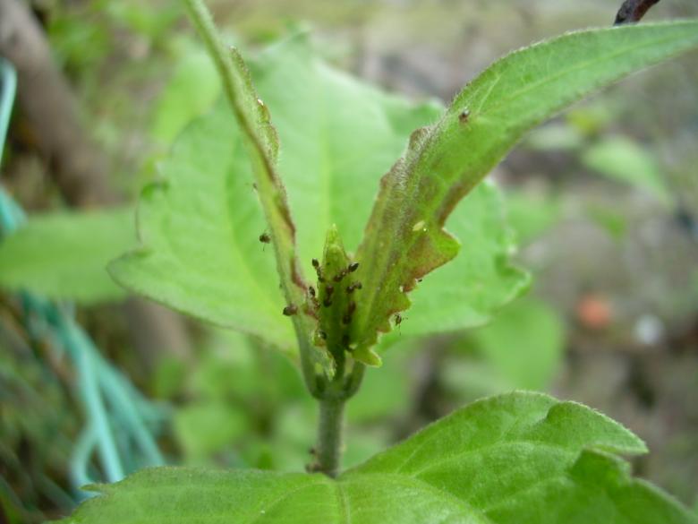 Free stock image of Green plant and ants created by zulkiflies