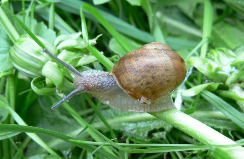 Free stock image of Snail created by Ladislav Soukup