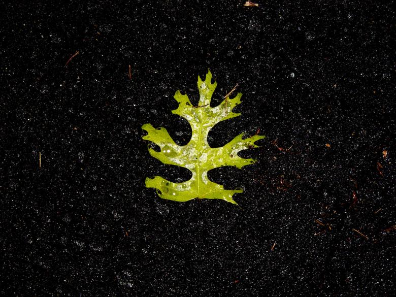 Free stock image of Wet leaf created by DillonHinson