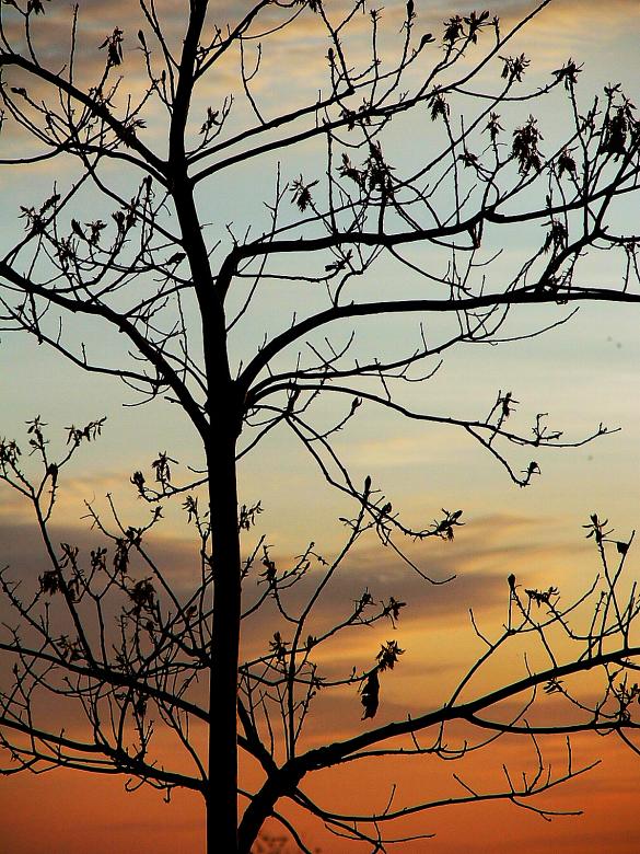 Free stock image of budding tree at sunset created by Heather Elaine Kitchen