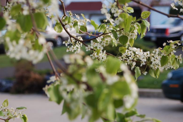 Free stock image of tree buds created by Mark Manalaysay