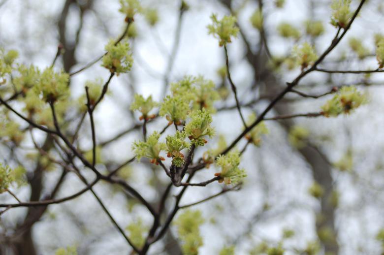 Free stock image of Rest Stop Flowers 2 created by Mark Manalaysay