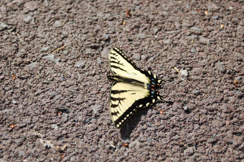 Free stock image of Yellow Butterfly created by Mark Manalaysay