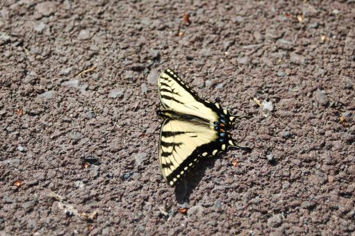 Yellow Butterfly