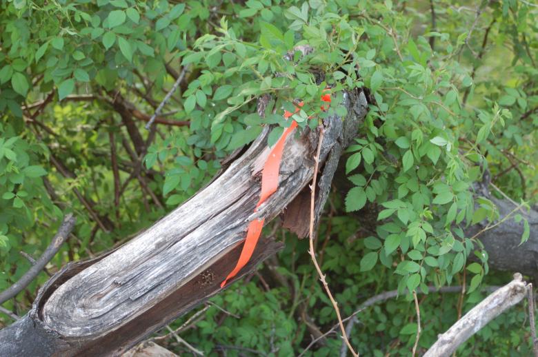 Free stock image of Orange Stripe created by Mark Manalaysay