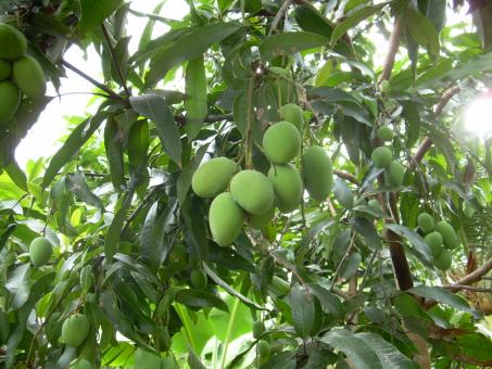 fruit and plant backyard - Free Stock Photo