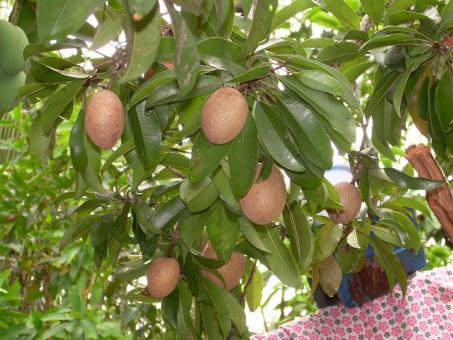 fruit and plant backyard - Free Stock Photo