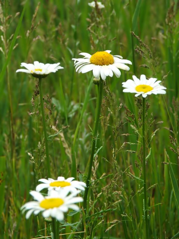 Free stock image of Daisy created by Heather Elaine Kitchen