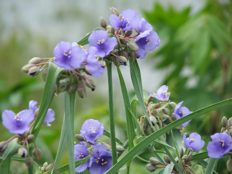 Free stock image of Purple flowers created by Heather Elaine Kitchen