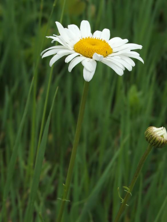 Free stock image of Daisy created by Heather Elaine Kitchen