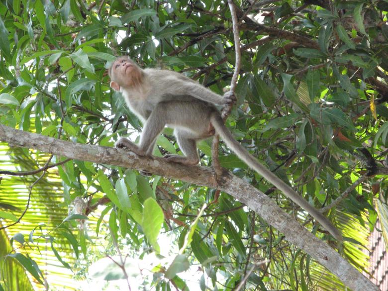 Free stock image of monkey created by vasantha Kumar