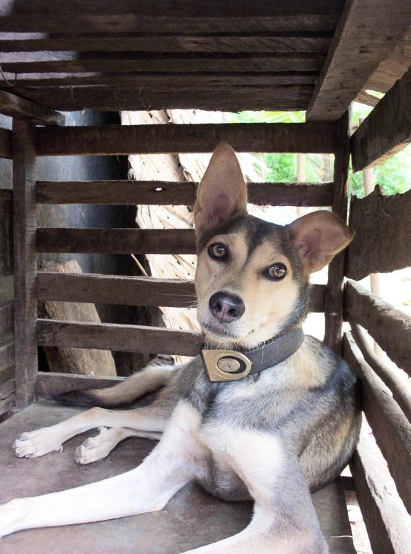 Free stock image of Dog in a box created by vasantha Kumar