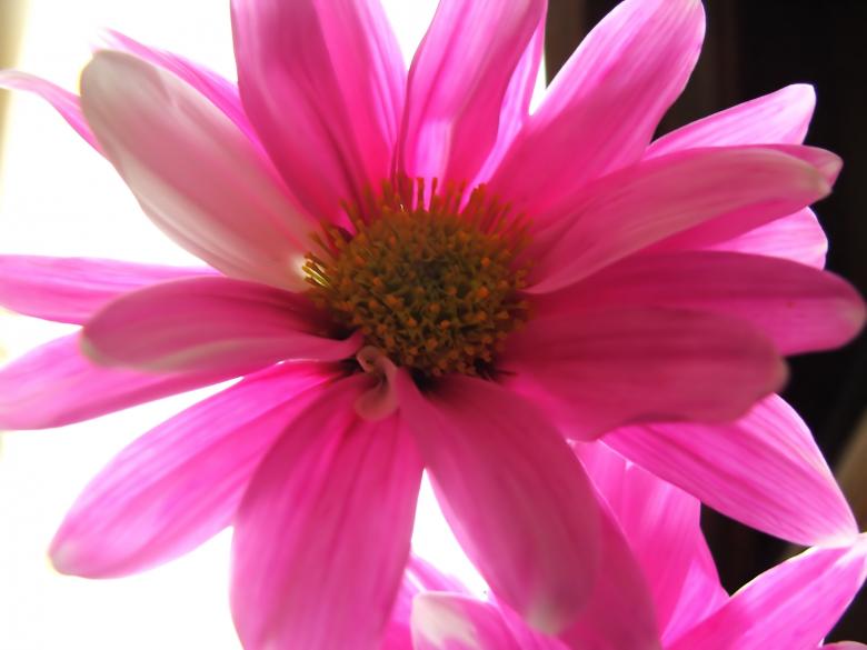 Free stock image of Pink flowers created by Heather Elaine Kitchen