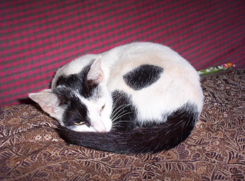 Free stock image of Cat created by vasantha Kumar