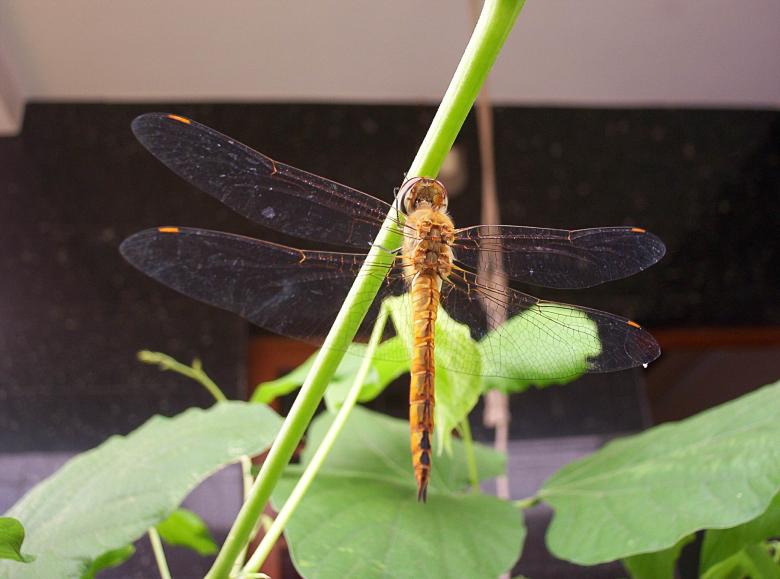 Free stock image of Dragonfly created by vasantha Kumar