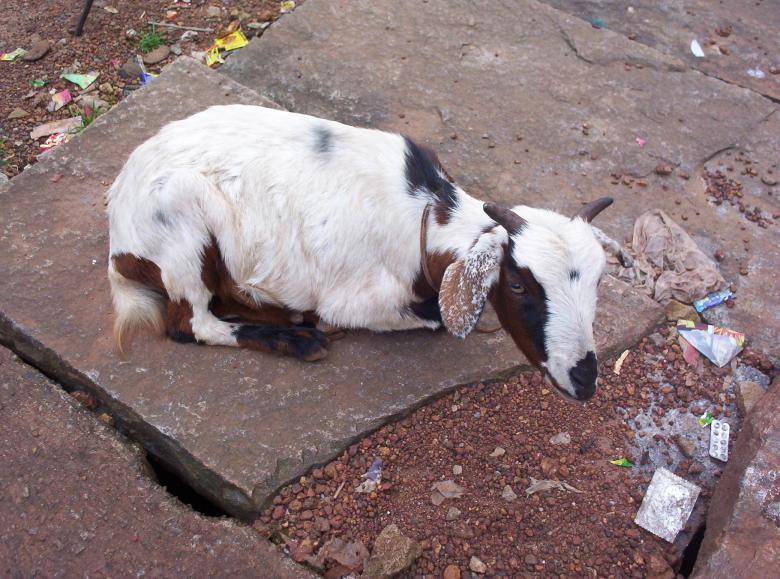 Free stock image of Goat created by vasantha Kumar