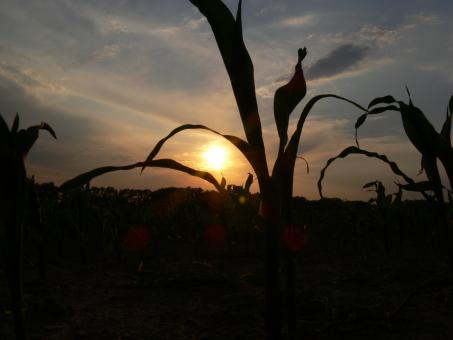 sunset - Free Stock Photo