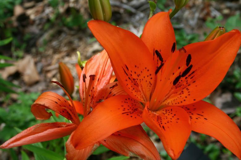 Free stock image of orange lily created by Kylie Brown