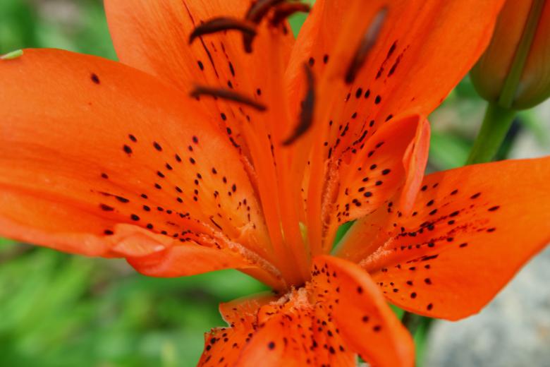 Free stock image of orange lily created by Kylie Brown